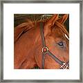 Eye Of The Thoroughbred Framed Print