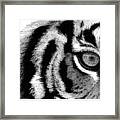 Eye Of The Tiger Framed Print