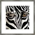 Eyes And Stripes Forever Framed Print