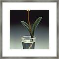 Faberge Dandelion Framed Print