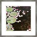 Fading Lily Pads Framed Print