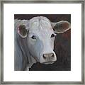 Fair Lady Cow Painting Framed Print