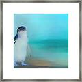 Fairy Penguin Western Australia Framed Print