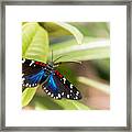 Faithful Beauty Framed Print