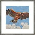 Falcon Framed Print