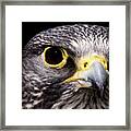 Falcon Eye Framed Print
