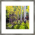 Fall Aspen Forest Framed Print