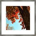 Fall Color 2010 No 3 Framed Print