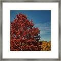 Fall Colors, Ashville, Nc Framed Print