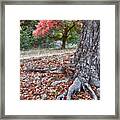 Fall Colors At Lost Maples Framed Print