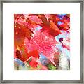 Fall Colors Framed Print