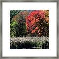 Fall Foliage Marsh Framed Print