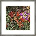 Fall Grasses And Leaves Rusts Browns Greens And Browns Purple And White Anemone Colorado 2 10222017 Framed Print