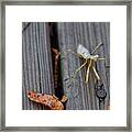 Fall Mantis Framed Print