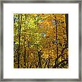 Fall Maples- Uw Arboretum  - Madison - Wisconsin Framed Print