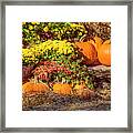 Fall Pumpkins Framed Print