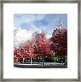 Fall Trees In Tennessee Framed Print