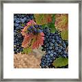 Fall Winery Framed Print