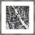 Fallen Tree And Snow Framed Print