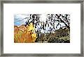 Falling Leaves, Whispering To Me A Framed Print