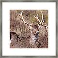 Fallow Deer Buck Framed Print