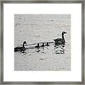 Family Of Canada Geese On The Ohio River Framed Print