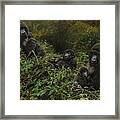 Family Of Gorillas Framed Print