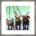Family Ties - Chihuahuas Dog Painting Framed Print