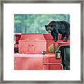 Farmer Bear 8819 Framed Print