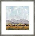 Fat Cows On Rancho Espuela Grass 2 Framed Print