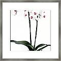 Favorite Gift Of Orchids Framed Print