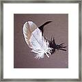 Feather And Shadow 1 Framed Print