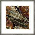 Featherdance Framed Print