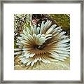 Featherduster1 Framed Print