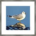 Feathered Float Framed Print