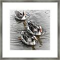Feathered Friends Framed Print