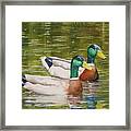 Feathered Friends Framed Print