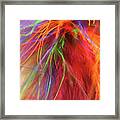 Feathers Framed Print