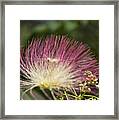 Feathery Mimosa Blooms Framed Print