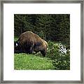 Feeding Buffalo Framed Print