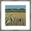 Feeding Greater Sandhill Cranes Framed Print