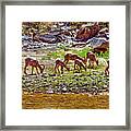 Feeding Mountain Sheep Framed Print