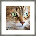 Feline Focused Intensity Framed Print