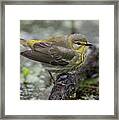 Female Cape May Warbler Framed Print