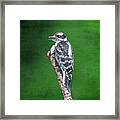 Female Downy Woodpecker Framed Print