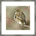 Female House Sparrow Framed Print