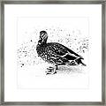 Female Mallard Duck In Black And White 1 Framed Print