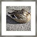 Female Mallard Duck Framed Print