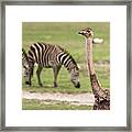 Female Masai Ostrich And Zebras In Ngorongoro Crater - Detail Square Framed Print