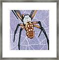 Female Orb Spider Framed Print